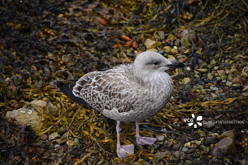 岸边的幼海鸥图片素材