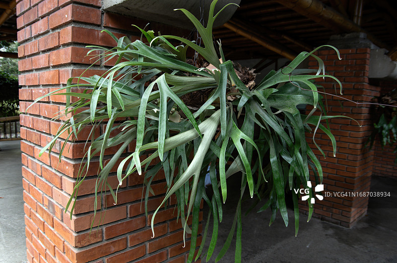 悬挂在建筑物外墙上的二歧鹿角蕨图片素材