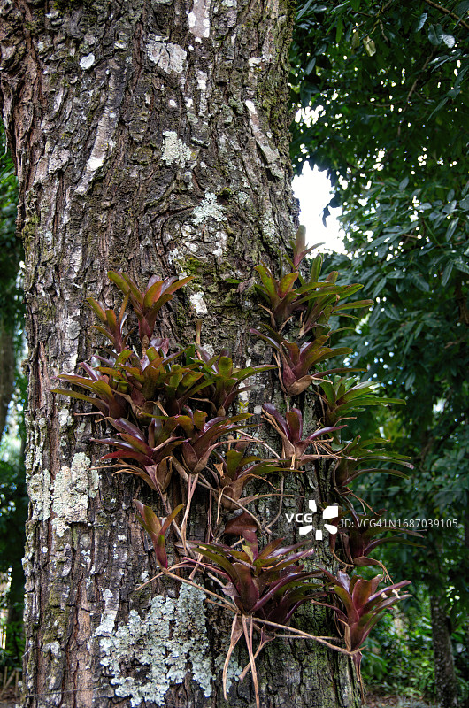 红木树干上的小型凤梨科植物图片素材