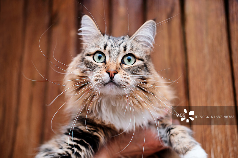 带大胡子和眼睛特写的美丽蓬松虎斑猫图片素材