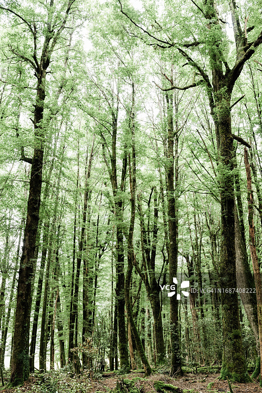 新西兰天堂森林的山毛榉树图片素材