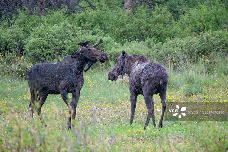北美洲美国西南部科罗拉多州雨中的小驼鹿和母驼鹿图片素材