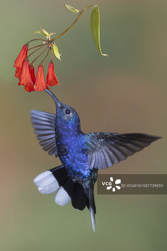 紫军刀翅蜂鸟在花朵上采食图片素材