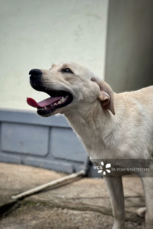 快乐友善的拉布拉多幼犬图片素材