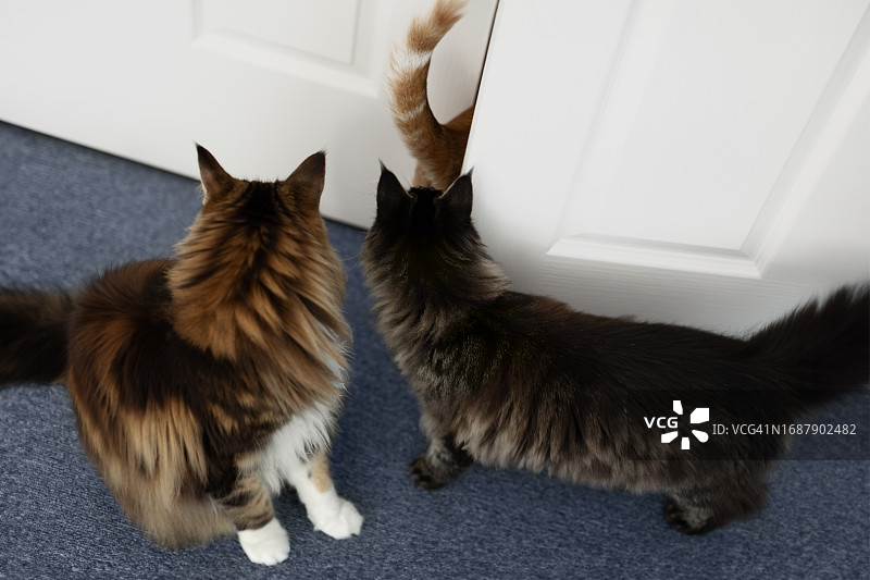 跟随尾巴图片素材