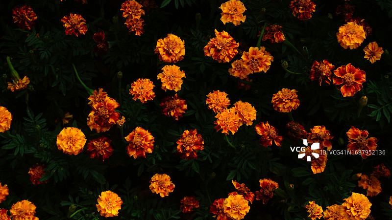 黄色万寿菊花的鲜艳背景图片素材