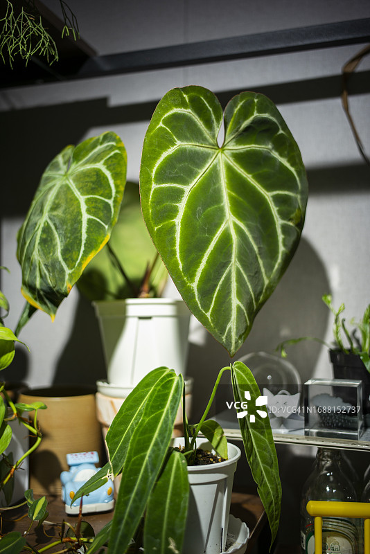 展厅中各式各样的美丽植物图片素材