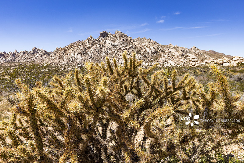 美国加利福尼亚州莫哈韦沙漠的鹿角柱仙人掌图片素材