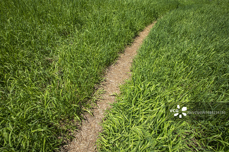 新鲜绿草中的小路图片素材