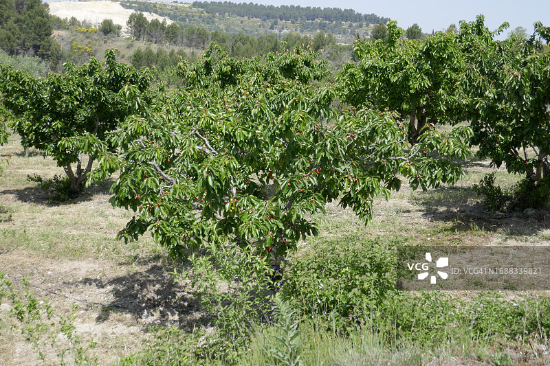 法国普罗旺斯北部韦纳斯克和吉贡达之间的樱桃园，树上结满成熟的果实图片素材