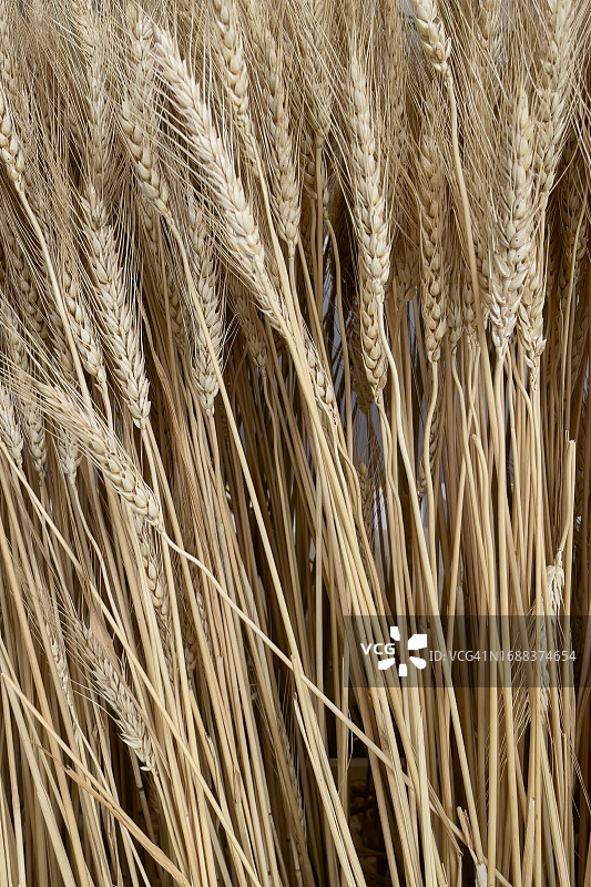 小麦特写：有机谷物纹理宏观图片素材