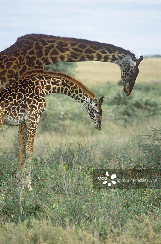 好奇的长颈鹿图片素材