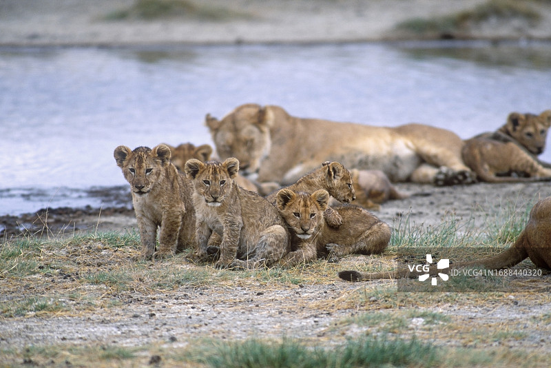 好奇的小狮子图片素材