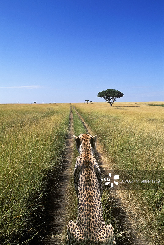 猎豹沿着小路走图片素材