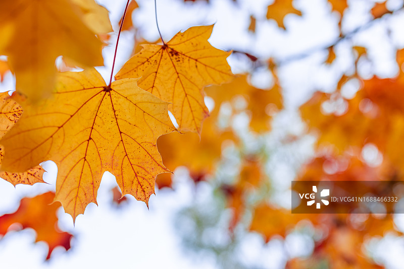 绚丽的自然季节背景，森林树木上金黄色的树叶特写，宁静祥和的自然图案图片素材