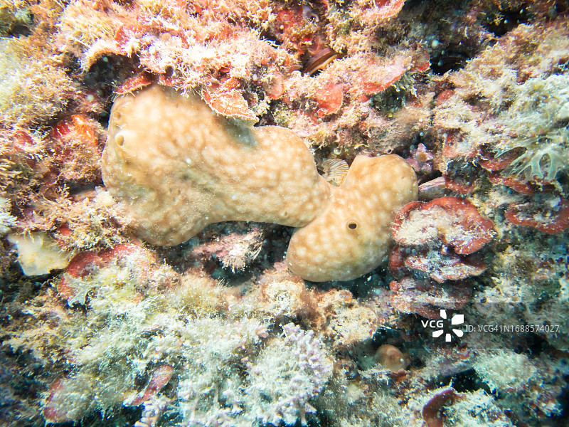 珊瑚礁和海绵图片素材