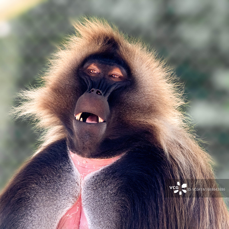 雄性狮尾狒图片素材