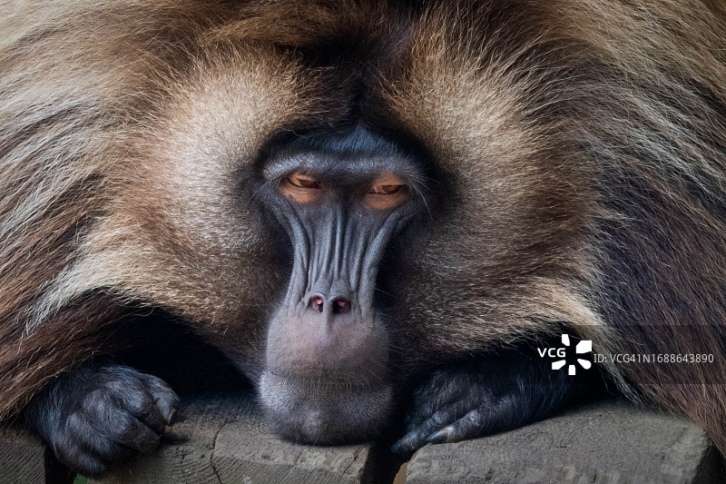 雄性狒狒图片素材