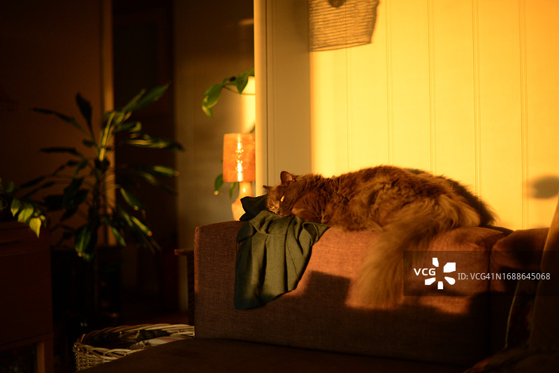 黑色猫咪在沙发上睡觉图片素材