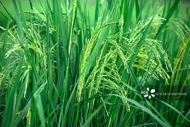 水稻二期开花图片素材