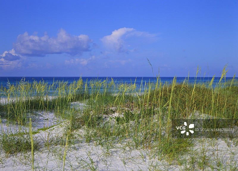 海滩上的海草图片素材