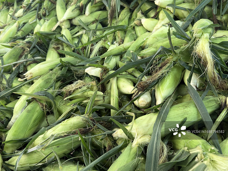 农贸市场堆放的收获的甜玉米图片素材