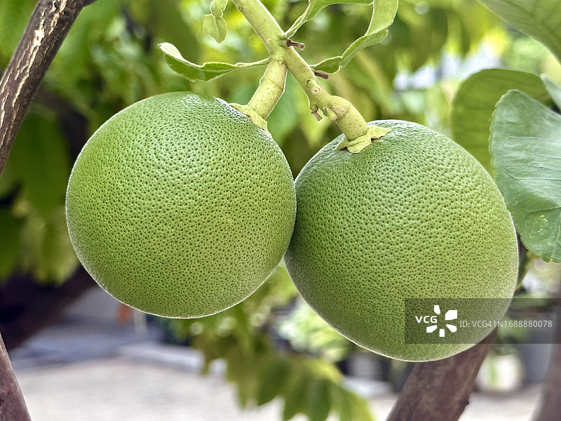 泰国曼谷，自家种植的未成熟柚子特写镜头图片素材