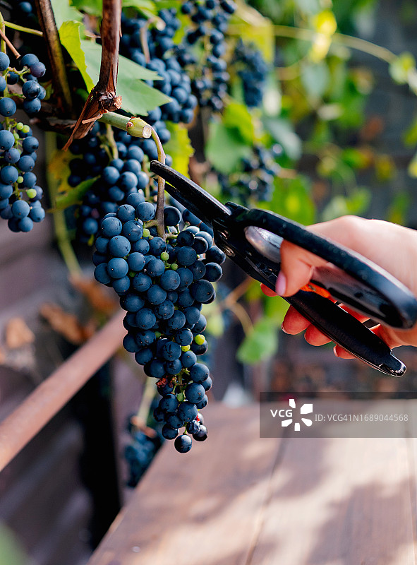 葡萄采摘图片素材