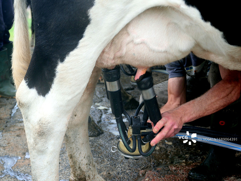 田野里的奶牛挤奶图片素材