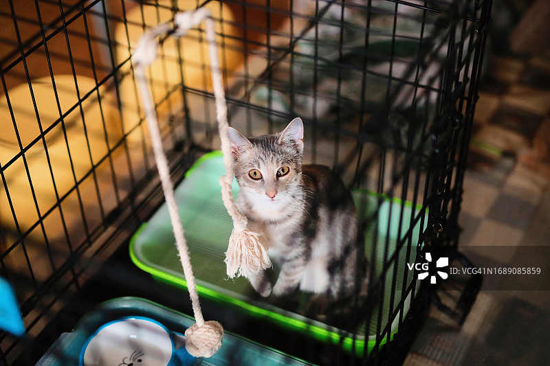 一只毛发顺滑的悲伤猫咪坐在动物收容所或宠物医院的笼子里，等待医生治疗图片素材