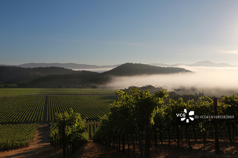 纳帕谷葡萄园图片素材