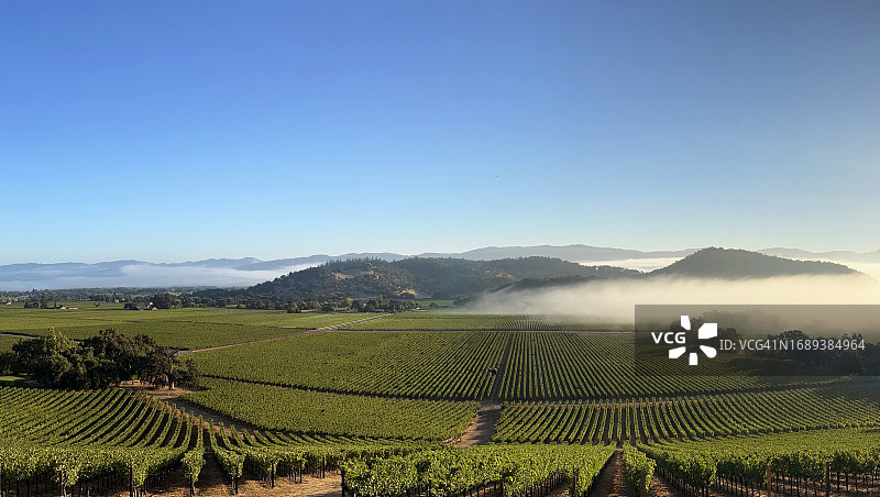 纳帕谷葡萄园图片素材