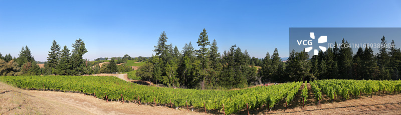 索诺玛海岸葡萄园图片素材