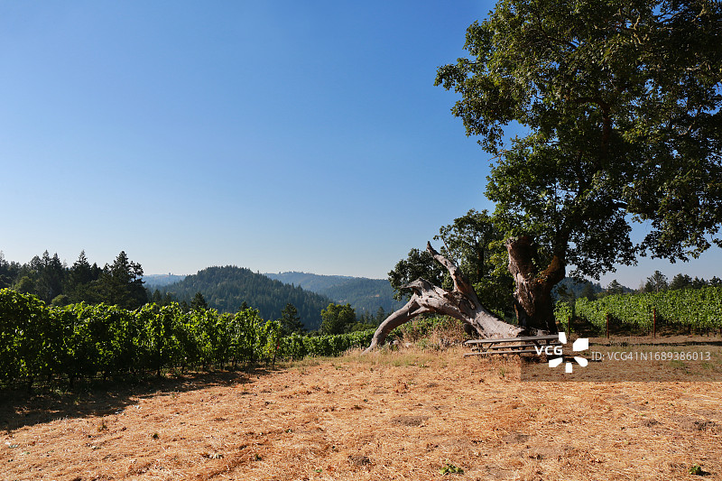 索诺玛海岸葡萄园图片素材