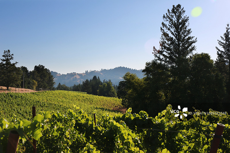 索诺玛海岸葡萄园图片素材