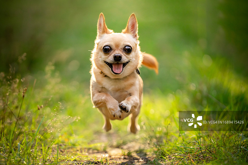 奔跑的吉娃娃犬图片素材