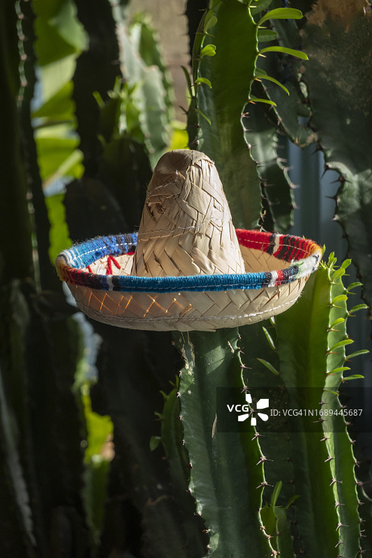 仙人掌和迷你墨西哥帽图片素材