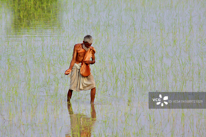 在乡村稻田里劳作的年长活跃男性图片素材