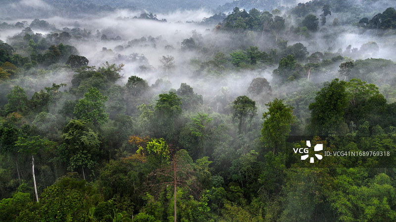 自然保护区的多云热带雨林图片素材