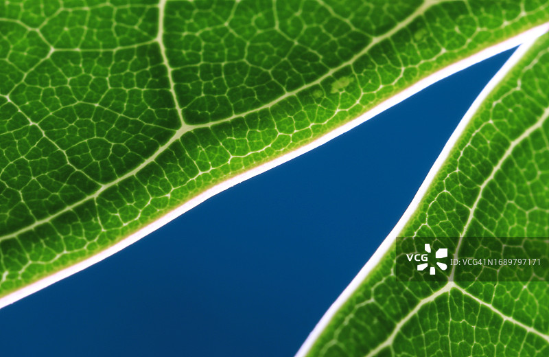 蓝色背景中边缘呈V形的鸡蛋花叶子图片素材