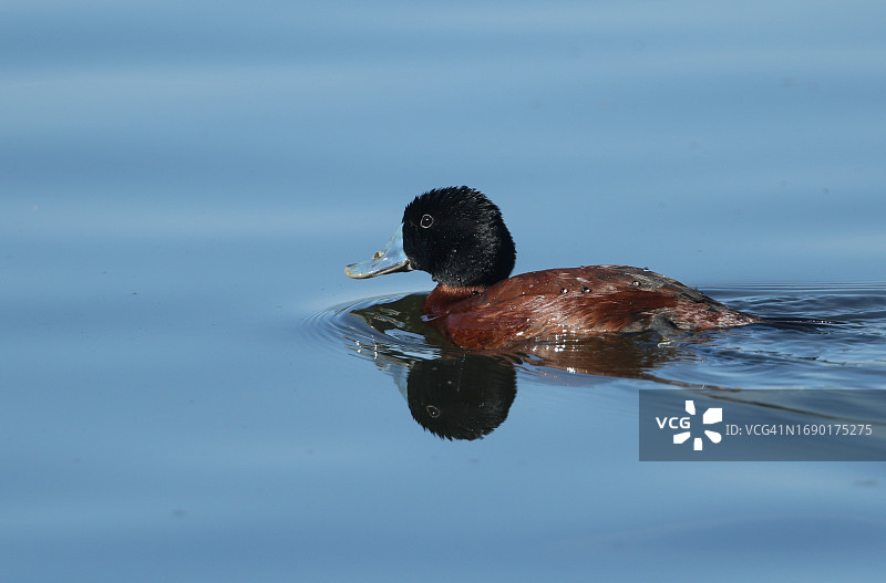 在湖中游泳的阿根廷棕鸭图片素材