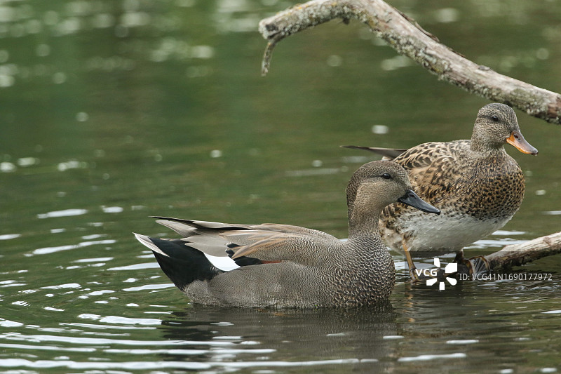 一对赤膀鸭栖息在湖中水下的原木上图片素材