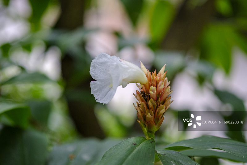 闭鞘姜属皱纹姜特写图片素材