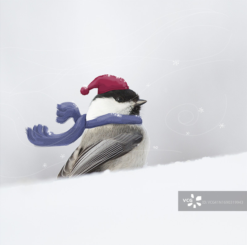 戴着蓝色围巾的雪中山雀图片素材