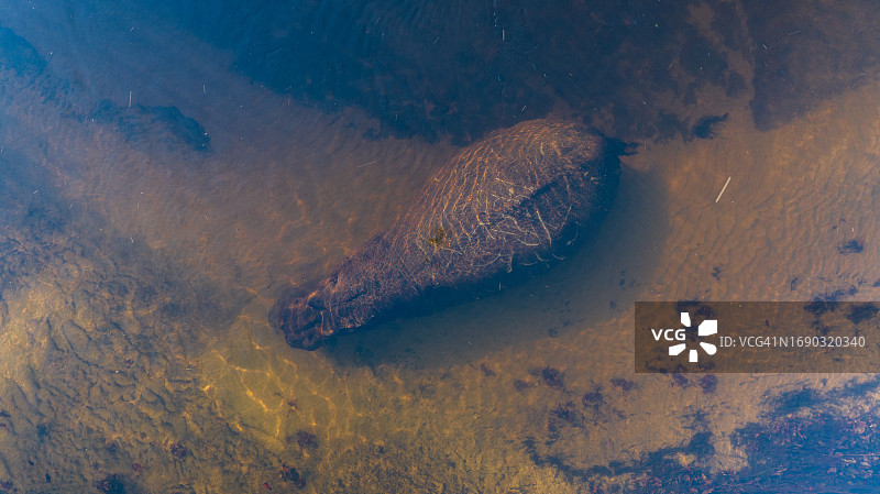 奥卡万戈三角洲浅河中浸没的河马（航拍近景）图片素材