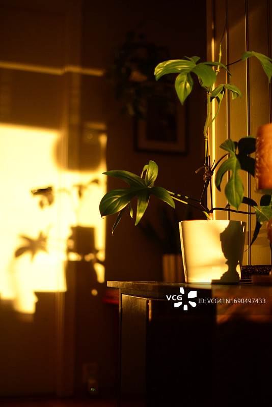 客厅里的绿萝植物图片素材