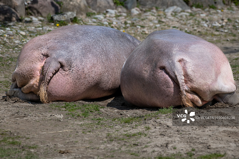 两只河马并排睡觉的后视图特写图片素材