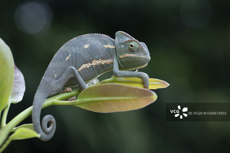 印度尼西亚植物上的变色龙幼体图片素材