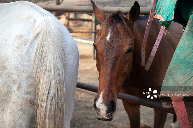 印度新德里动物围栏中两匹马的特写图片素材