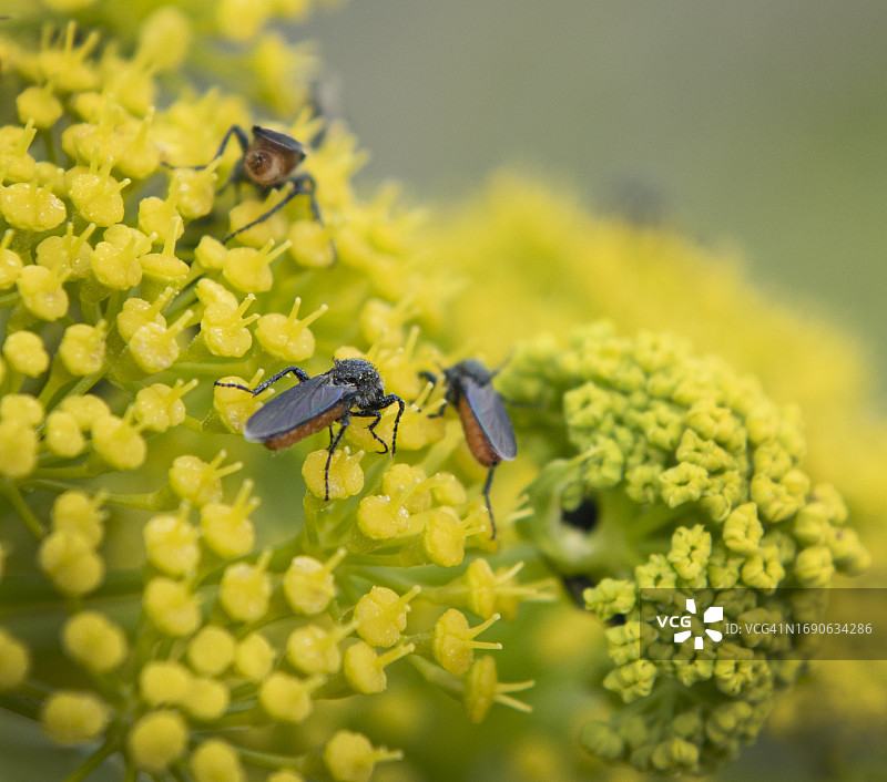 马耳他黄色植物上的昆虫特写图片素材